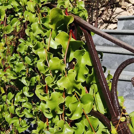 Vecchia Dimora Villa *