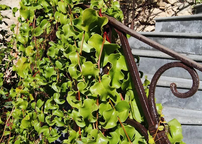 Vecchia Dimora Villa *